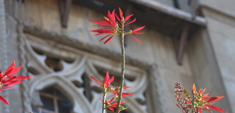 his-fondo-flores